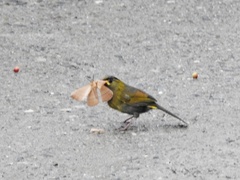 Liocichla steerii