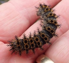 Hemileuca eglanterina