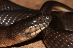Limnophis bicolor