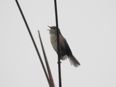 Locustella alishanensis