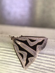 Dichromodes personalis