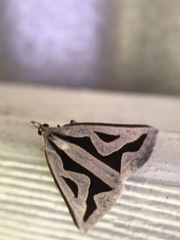 Dichromodes personalis