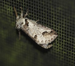 Antithemerastis acrobela