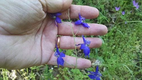 iNaturalist observation photo of Zigzag Larkspur
