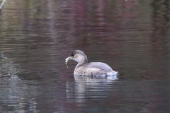 Tachybaptus ruficollis