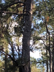 Sciurus niger shermani