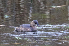 Tachybaptus ruficollis
