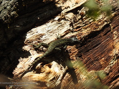 Sceloporus anahuacus