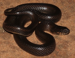 Limnophis bicolor