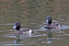 Aythya fuligula
