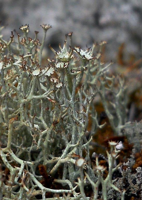 Quill Lichen