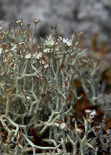 Cladonia amaurocraea (Flörke) Schaer.