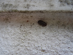 Armadillidium vulgare