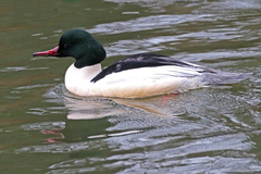 Mergus merganser