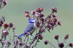 Cyanistes caeruleus