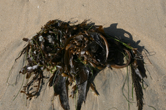 Egregia menziesii