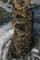 Pollicipes polymerus