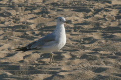 Larus delawarensis