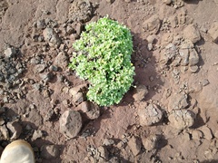 Perityle socorrosensis