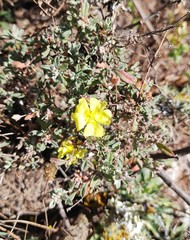 Crocanthemum glomeratum