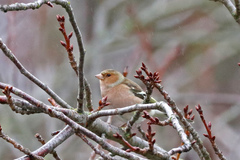 Fringilla coelebs