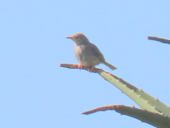 Cisticola fulvicapilla fulvicapilla