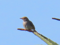 Cisticola fulvicapilla fulvicapilla