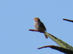 Cisticola fulvicapilla fulvicapilla