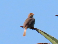 Cisticola fulvicapilla fulvicapilla