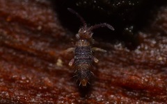 Entomobrya albocincta