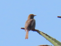 Cisticola fulvicapilla fulvicapilla