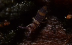 Entomobrya albocincta