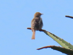 Cisticola fulvicapilla fulvicapilla