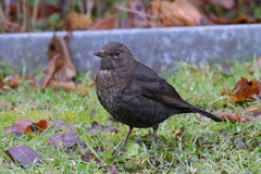 Turdus merula