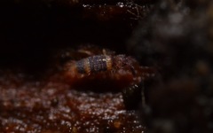 Entomobrya albocincta