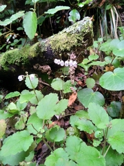 Jovellana sinclairii