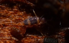 Entomobrya albocincta
