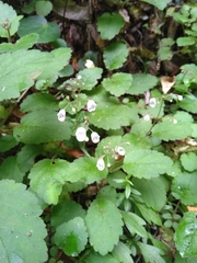Jovellana sinclairii