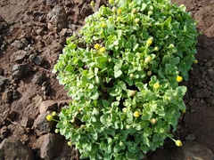 Perityle socorrosensis