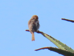 Cisticola fulvicapilla fulvicapilla