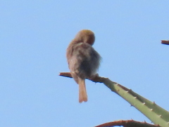 Cisticola fulvicapilla fulvicapilla