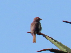 Cisticola fulvicapilla fulvicapilla
