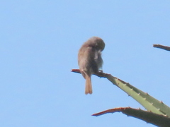 Cisticola fulvicapilla fulvicapilla