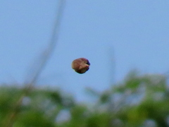 Cisticola fulvicapilla fulvicapilla