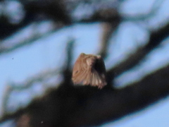 Cisticola fulvicapilla fulvicapilla