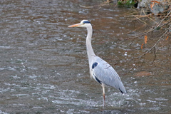 Ardea cinerea