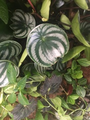 Peperomia argyreia