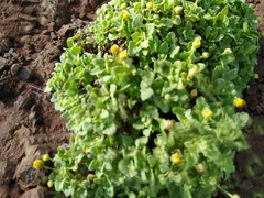 Perityle socorrosensis