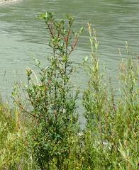Salix daphnoides