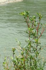 Salix daphnoides
